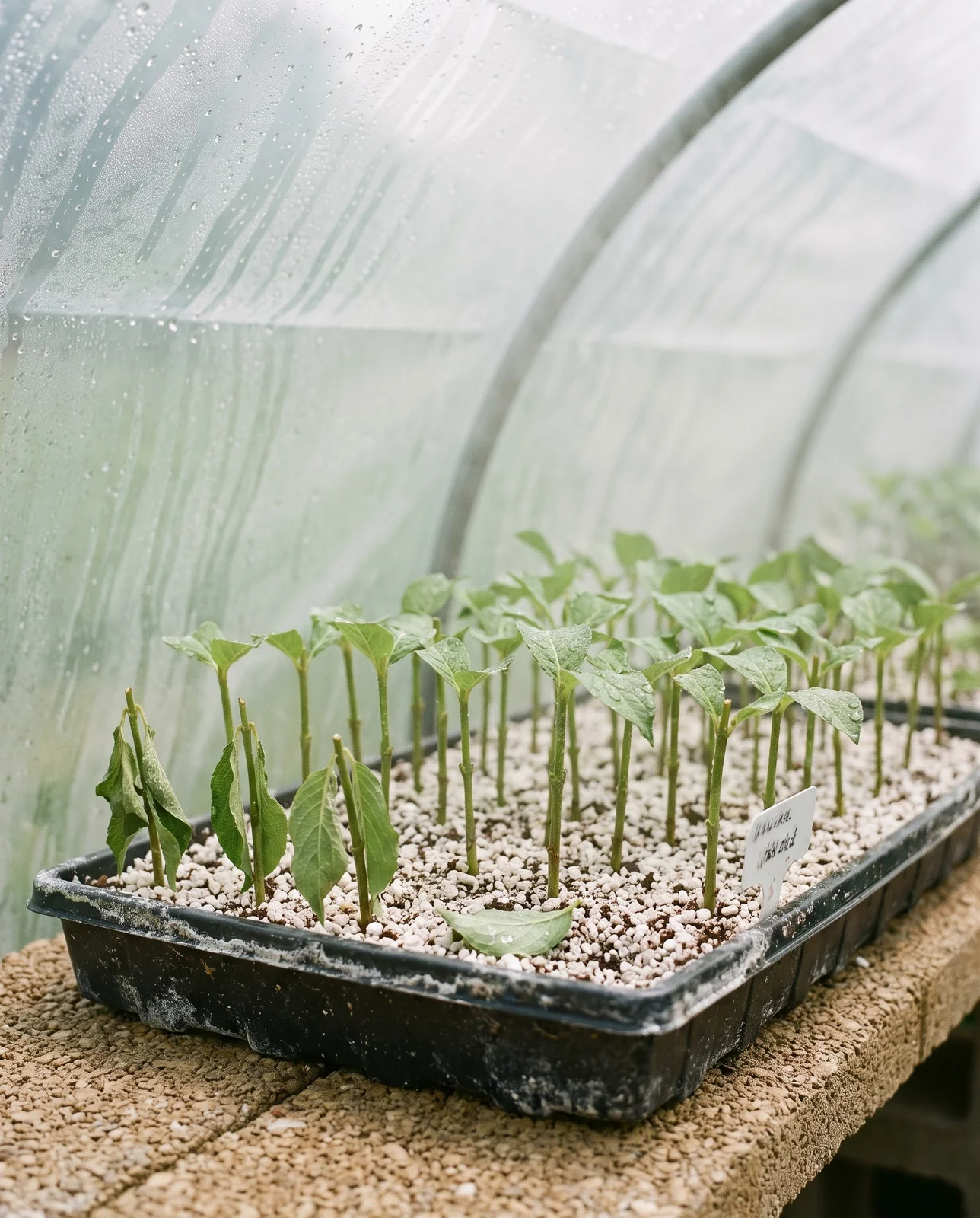 Tray of weigela softwood cuttings stuck in perlite under a misted plastic tunnel