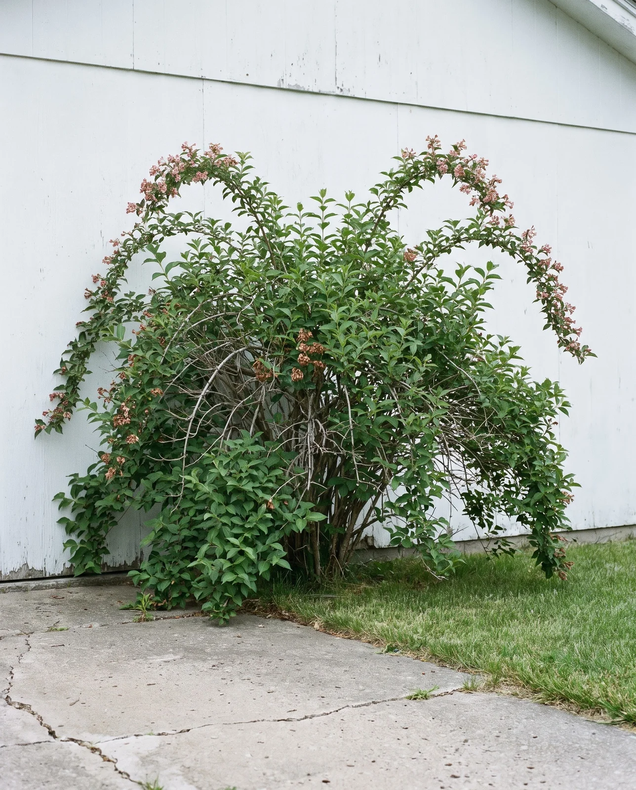 Whole deciduous weigela shrub showing its dense arching cane habit against a plain white garage wall