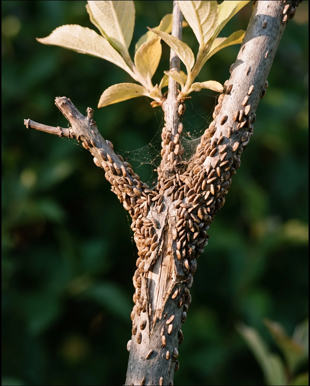 Weigela stem crusted with brown oystershell-shaped scale insects, bark cracked, foliage above pale