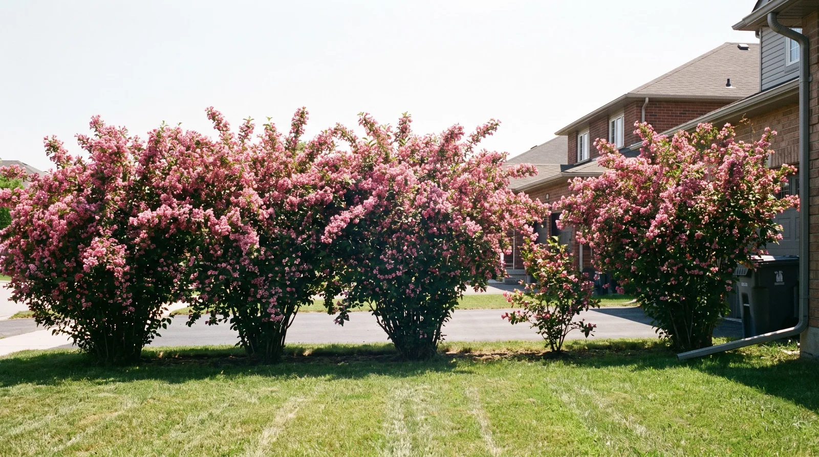 Row of large weigelas grown together as an informal flowering screen along a suburban property line