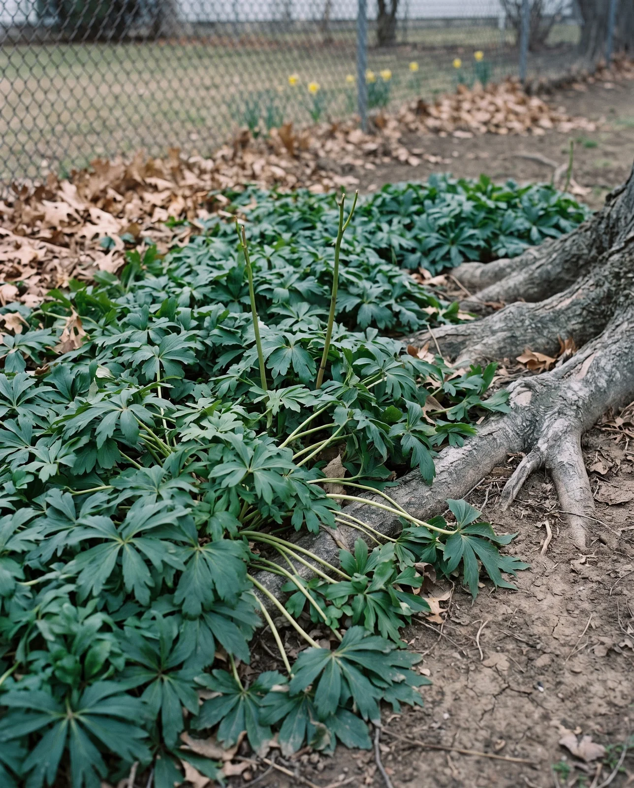 A thick lush patch of green winter aconite foliage in March carrying no flowers at all under a large maple