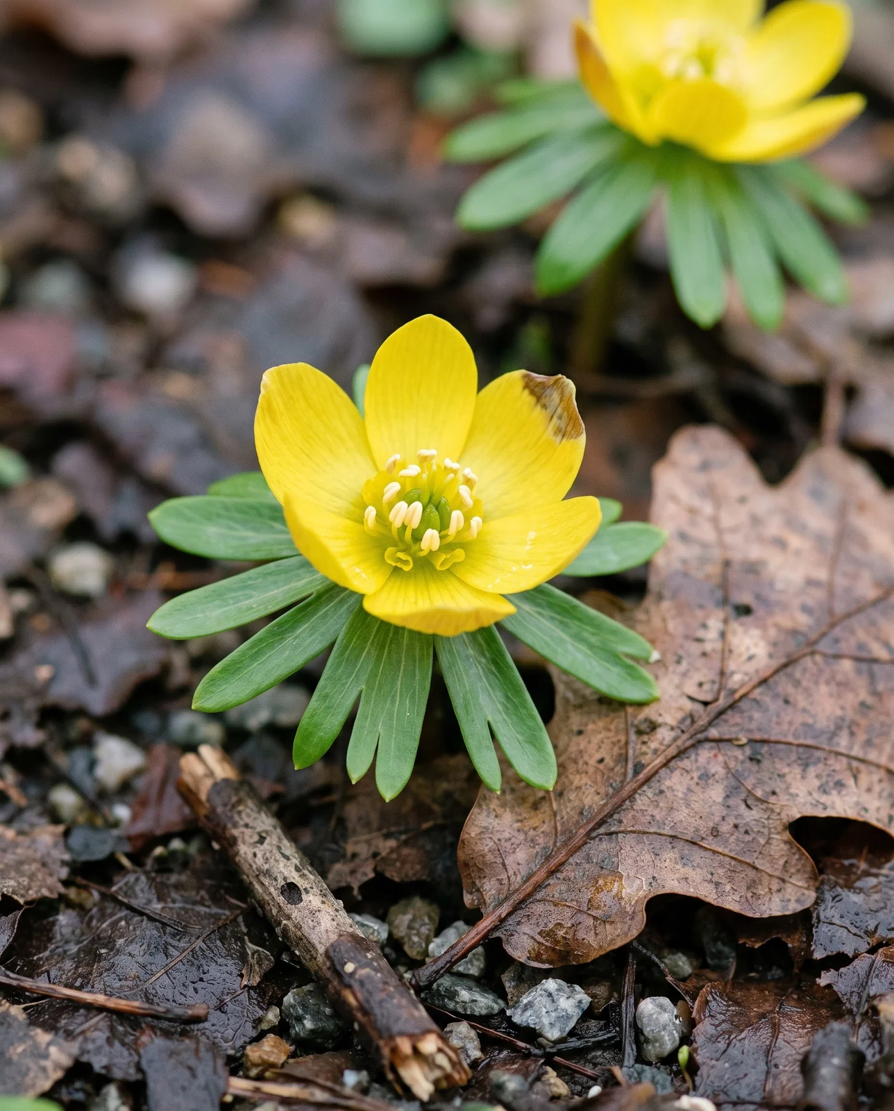 Ground-level macro of a single winter aconite flower showing the yellow cup sitting directly on a collar of green dissected bracts