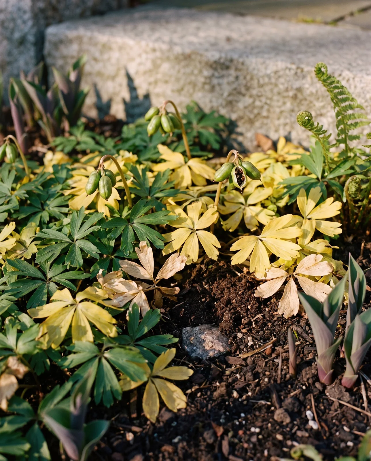 Winter aconite foliage turning butter yellow and flopping onto the soil in early May with green seed heads still standing