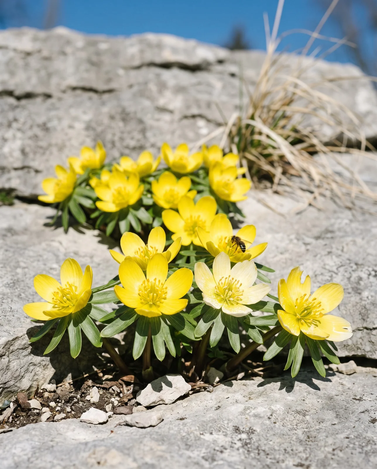 Winter aconite cups wide open and pressed almost flat under hard midday sun in a limestone rock garden
