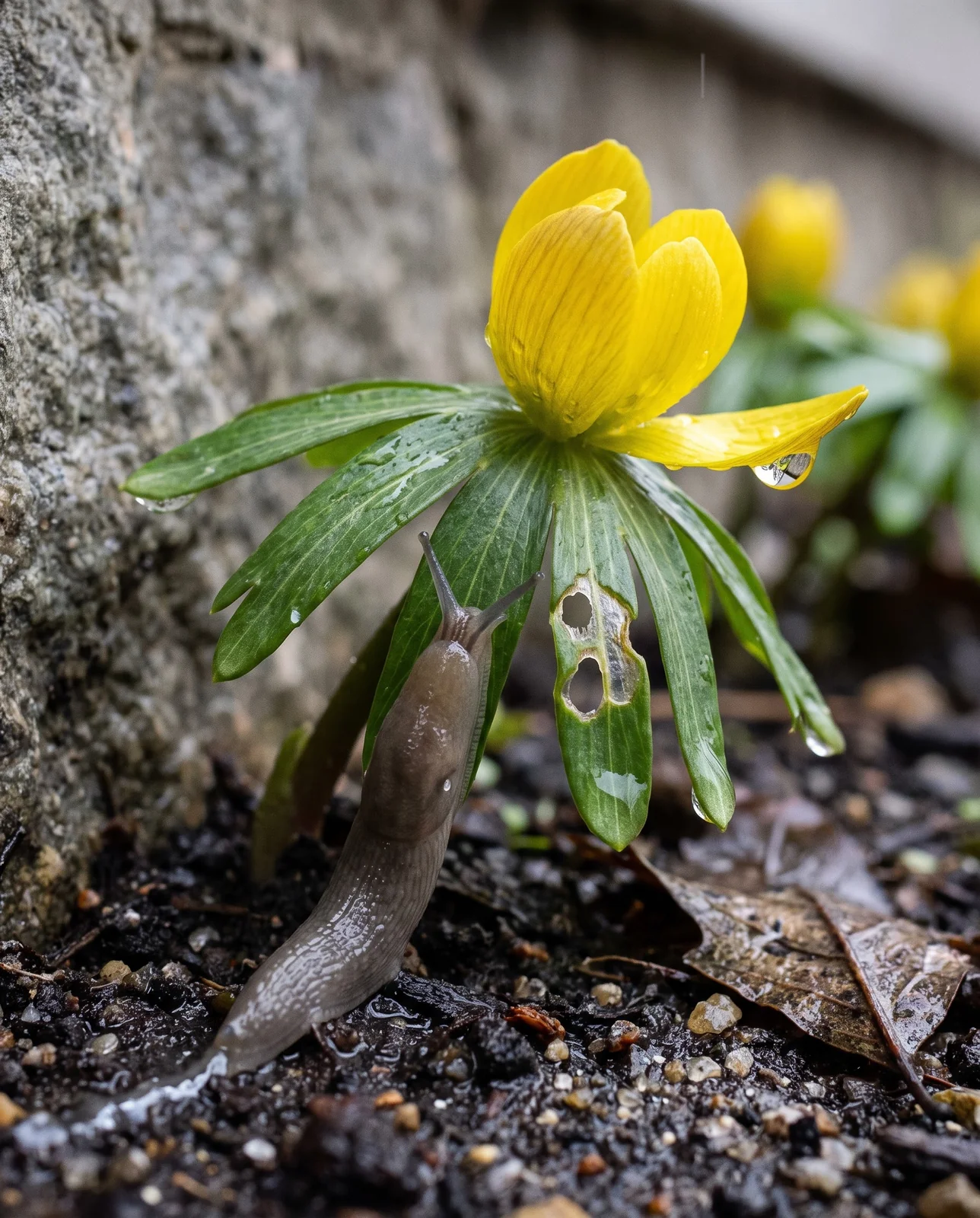 A grey slug lying on a winter aconite bract collar beside ragged holes rasped through the green tissue