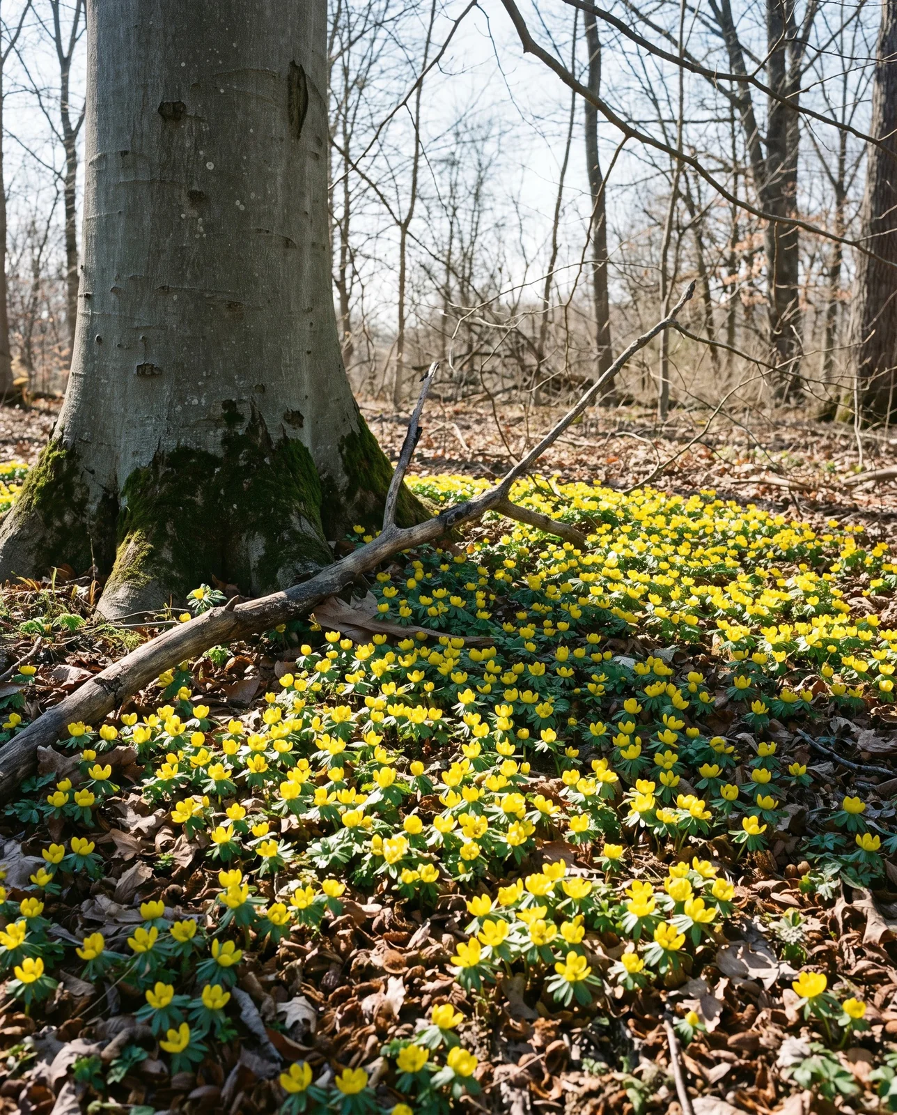 A winter aconite planting at the foot of a beech on a woodland edge in full midday sun coming through leafless branches