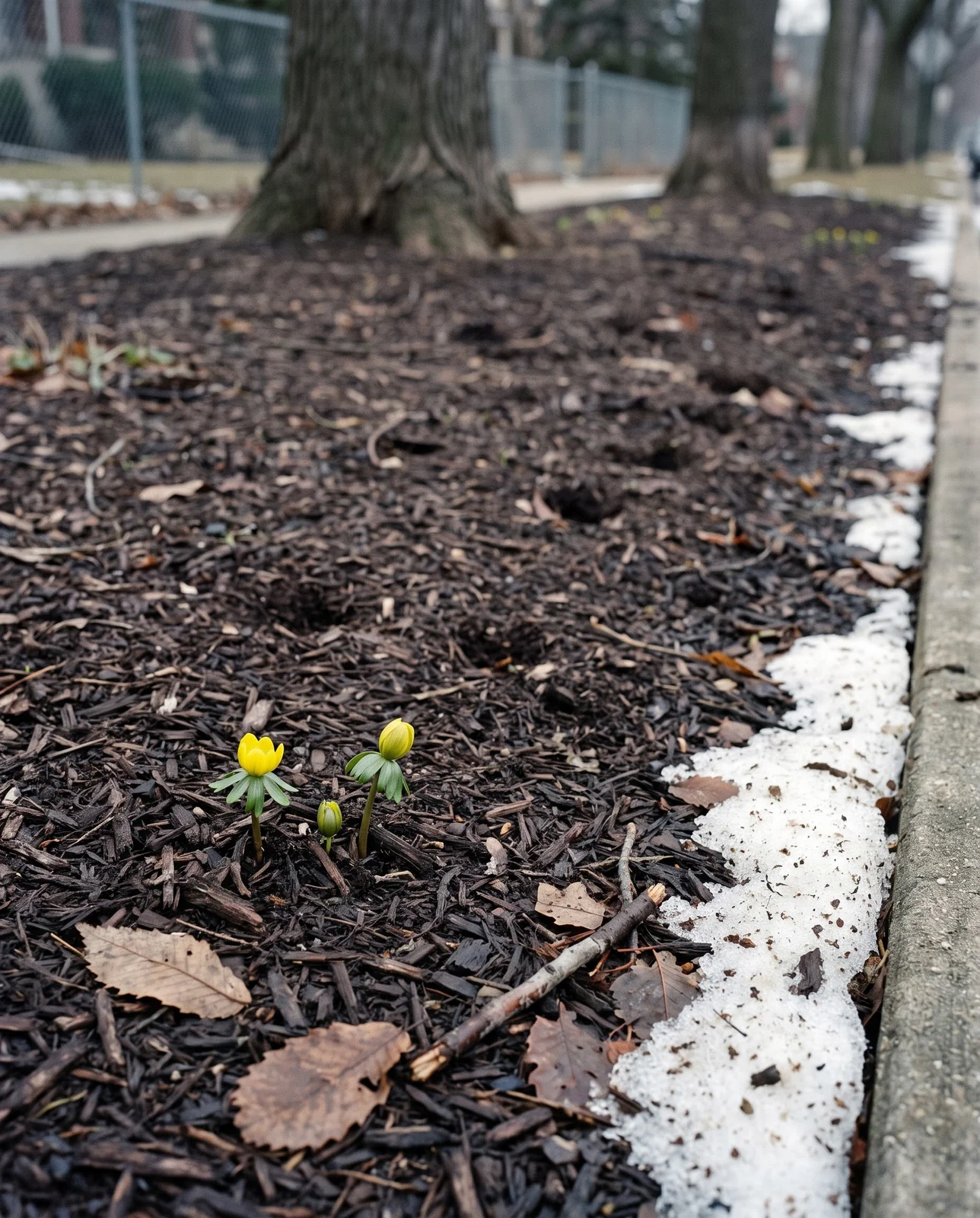 Two lone winter aconite flowers standing in a wide empty mulched parkway bed where a large planting failed to appear
