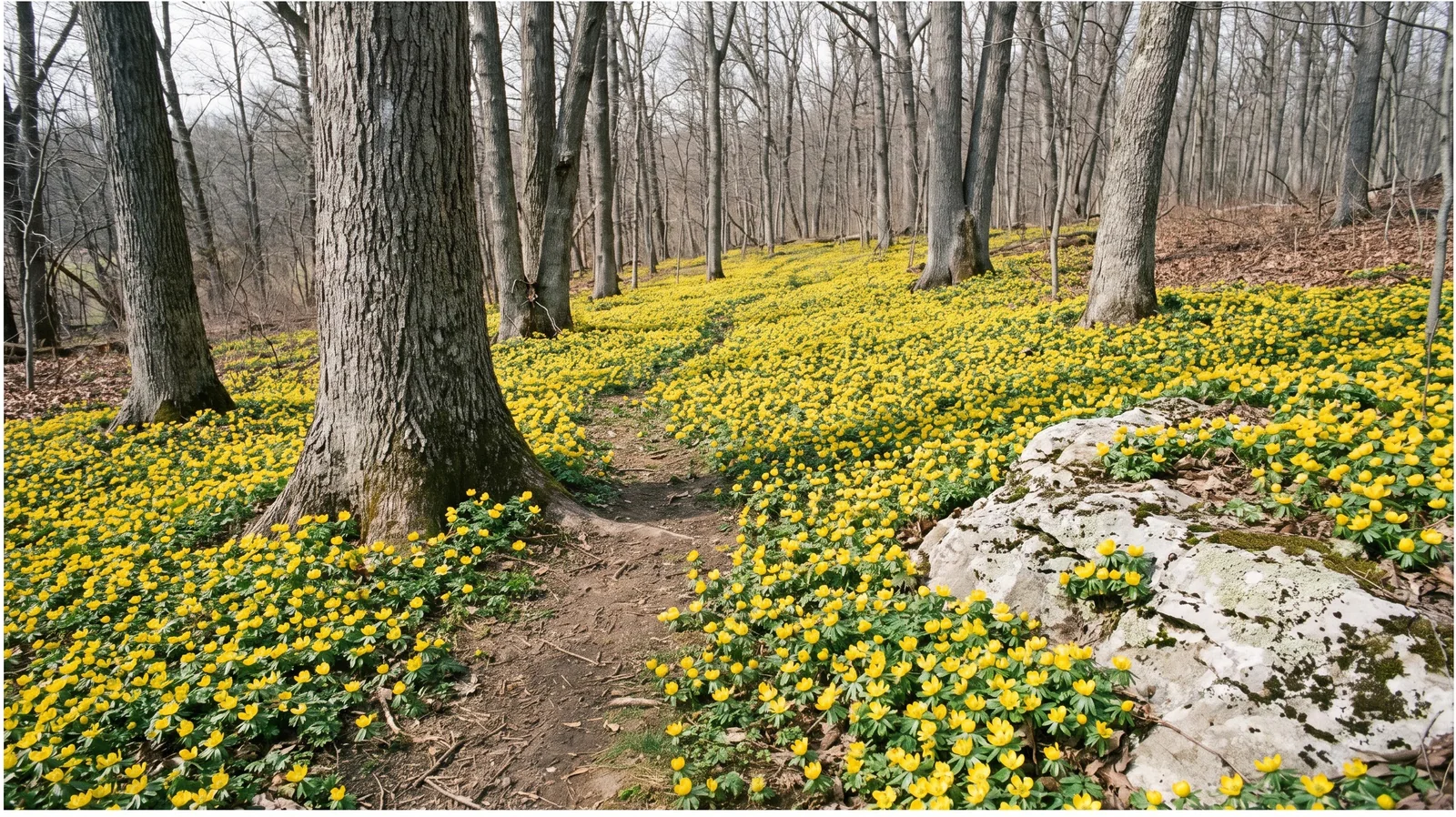 A continuous golden carpet of winter aconite covering the floor of a limestone woodland garden under bare white oaks