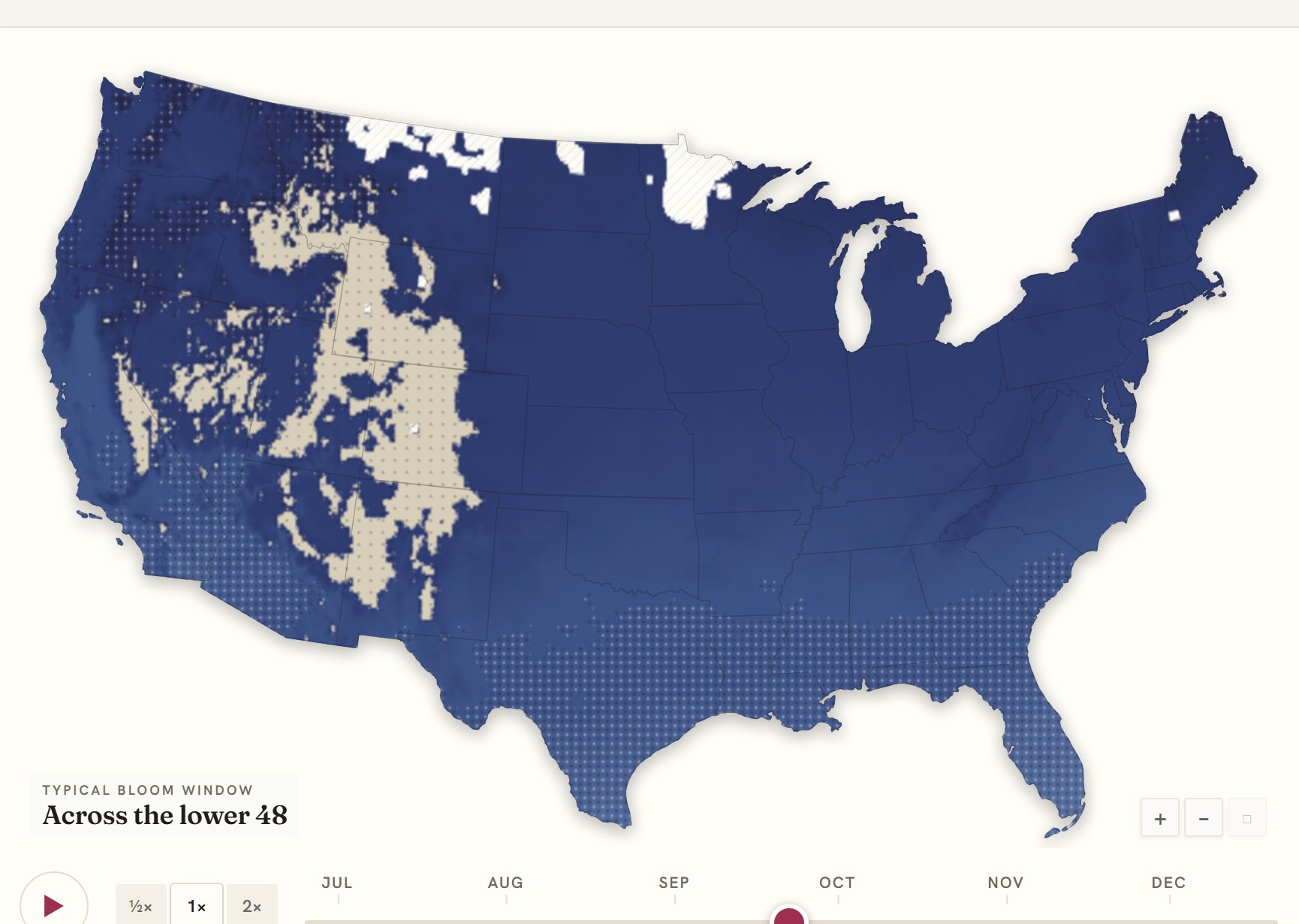 Interactive map of the United States coloured by when aster blooms, gold in the south through to deep purple in the north