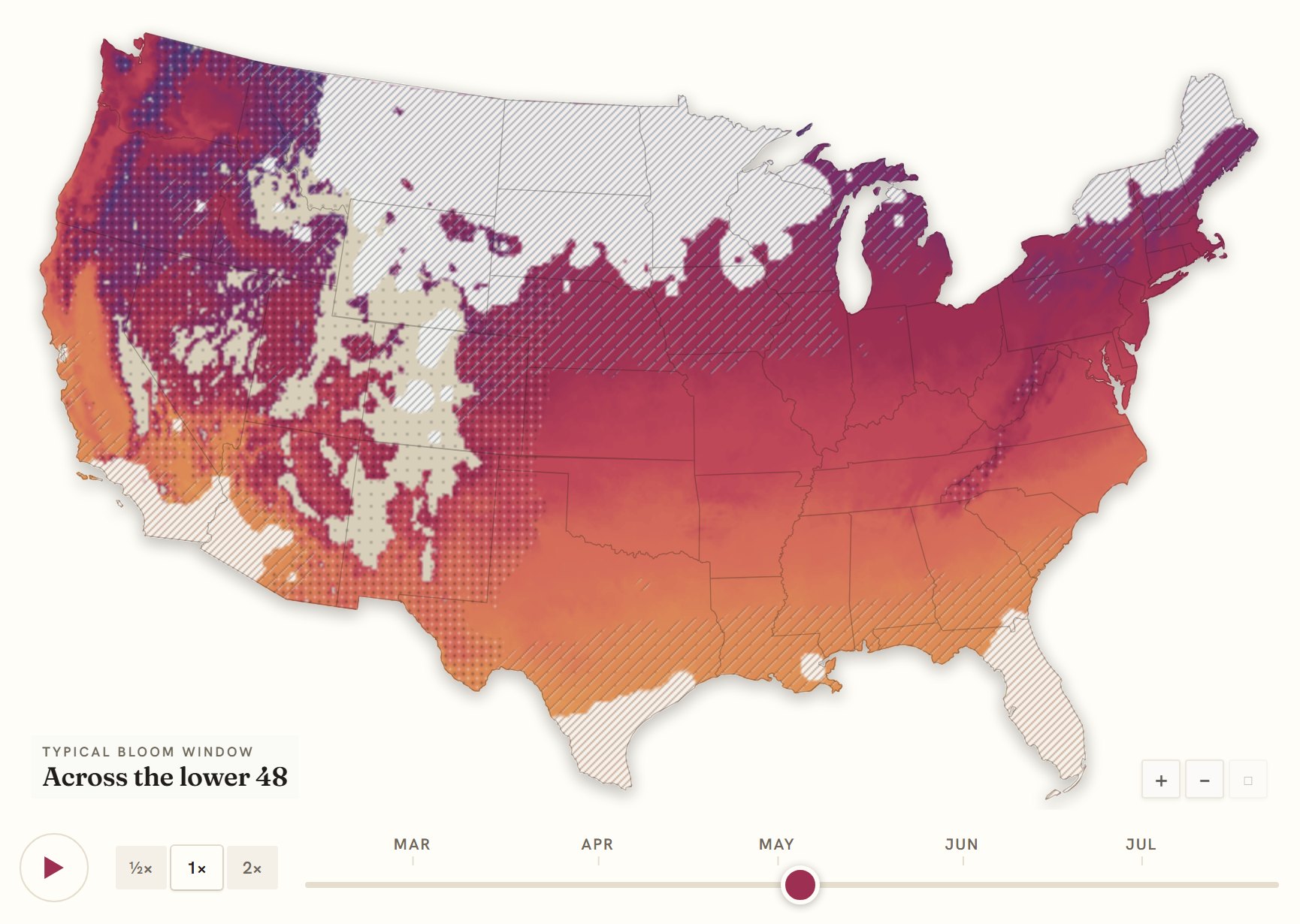 Interactive map of the United States coloured by when azalea blooms, gold in the south through to deep purple in the north