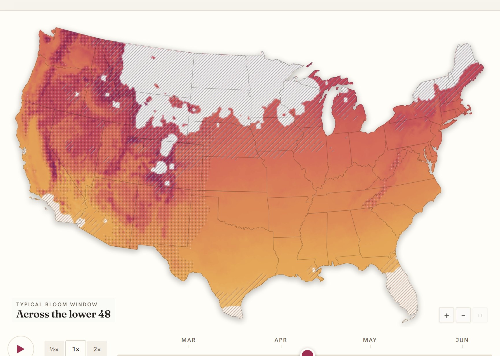 Interactive map of the United States coloured by when cherry blossom blooms, gold in the south through to deep purple in the north