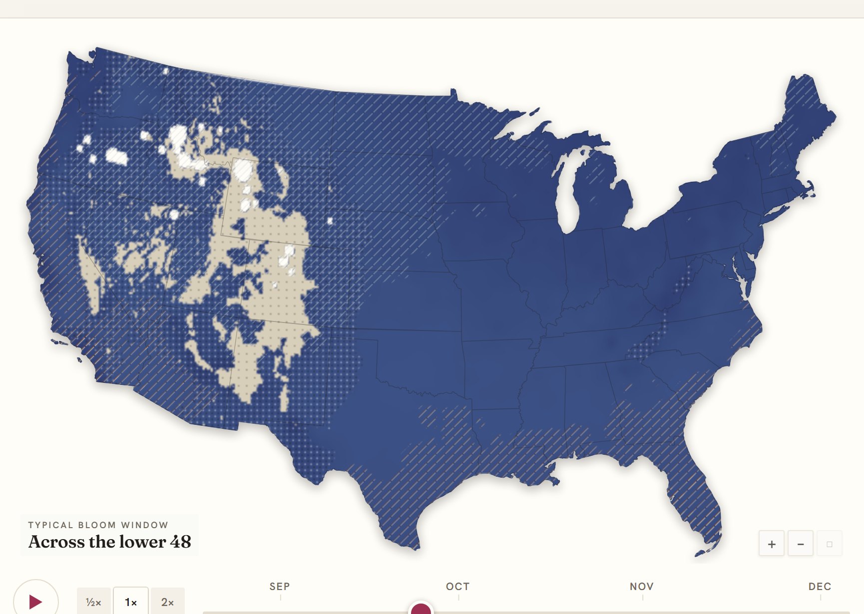 Interactive map of the United States coloured by when chrysanthemum blooms, gold in the south through to deep purple in the north