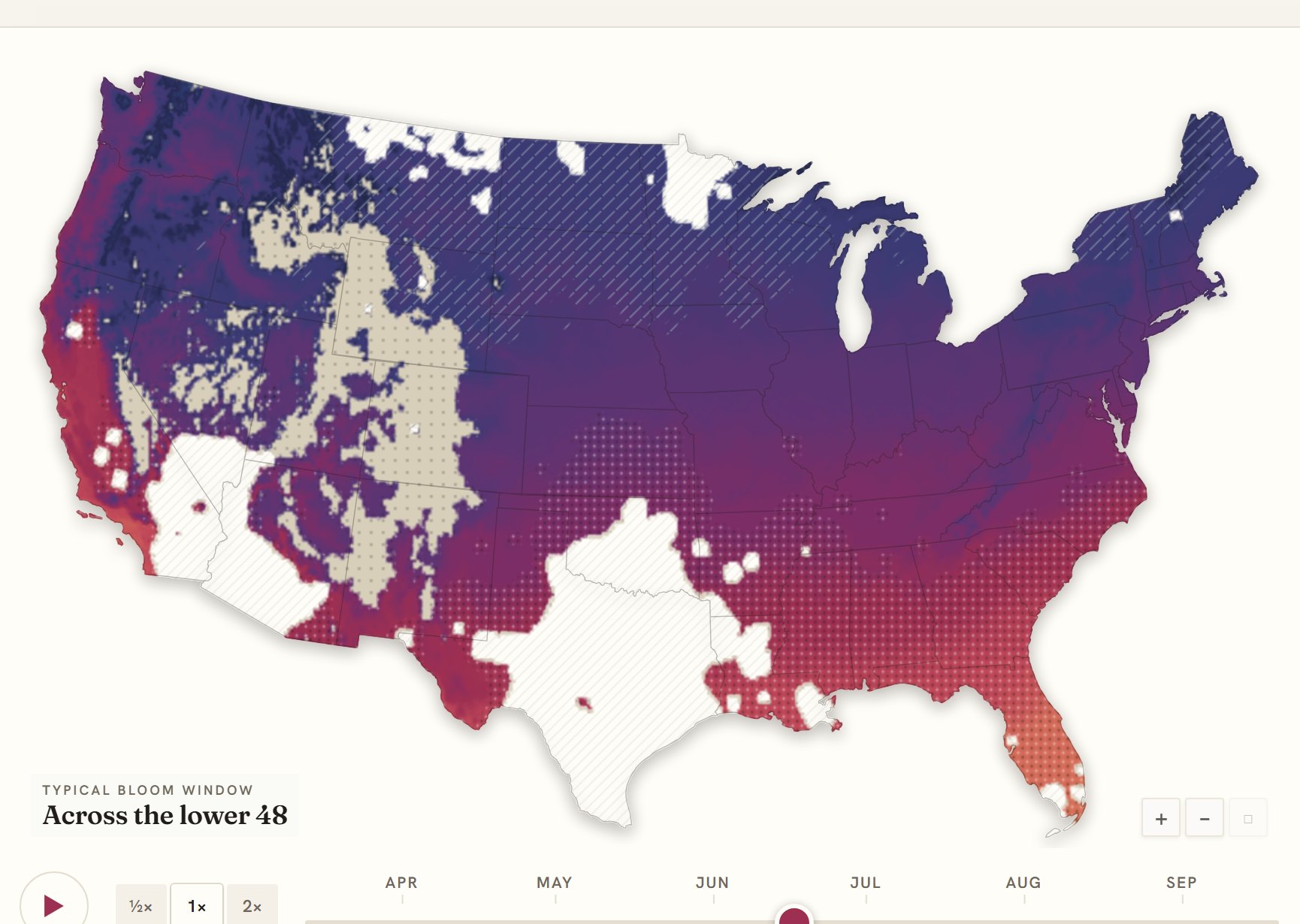 Interactive map of the United States coloured by when clematis blooms, gold in the south through to deep purple in the north