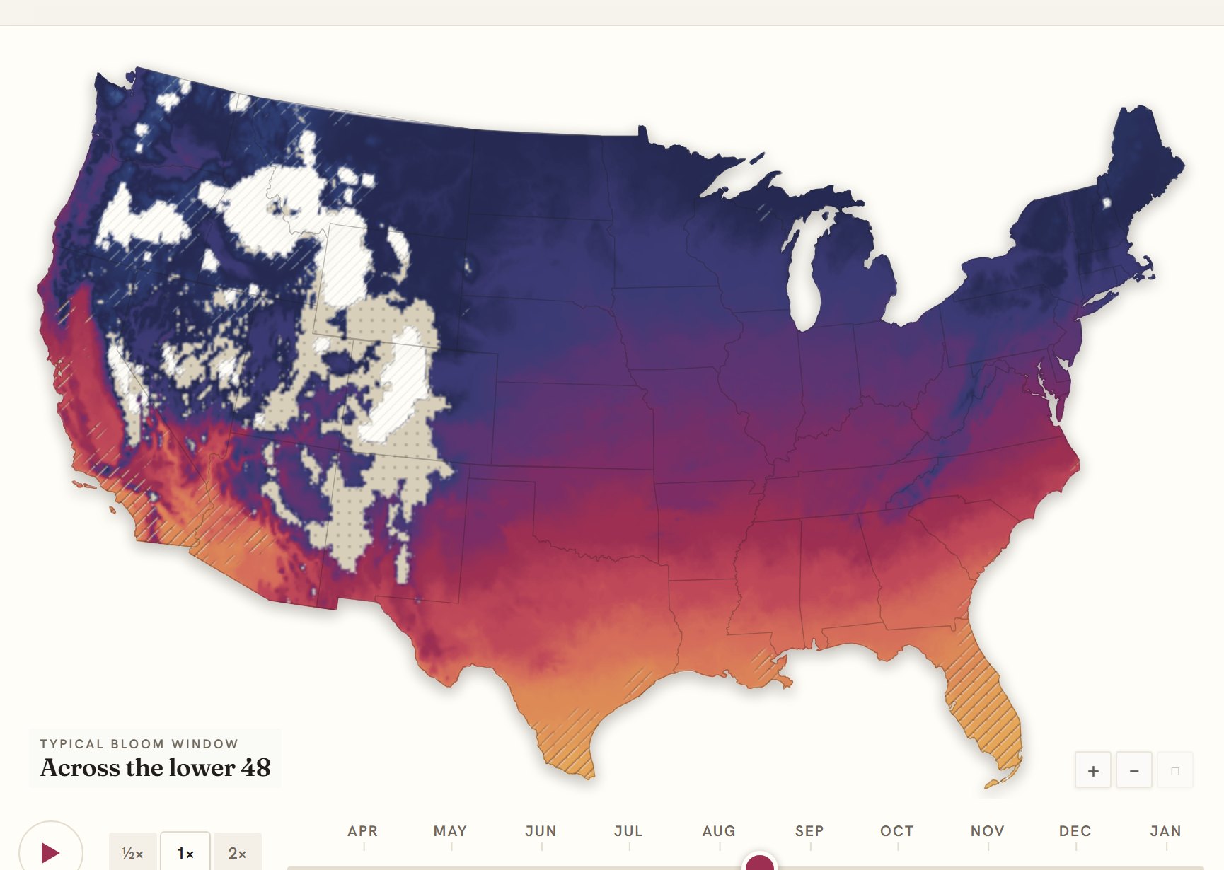 Interactive map of the United States coloured by when cosmos blooms, gold in the south through to deep purple in the north