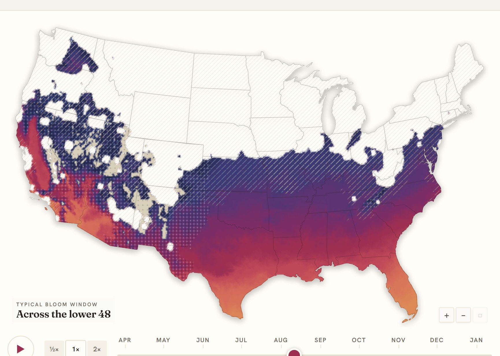 Interactive map of the United States coloured by when crape myrtle blooms, gold in the south through to deep purple in the north