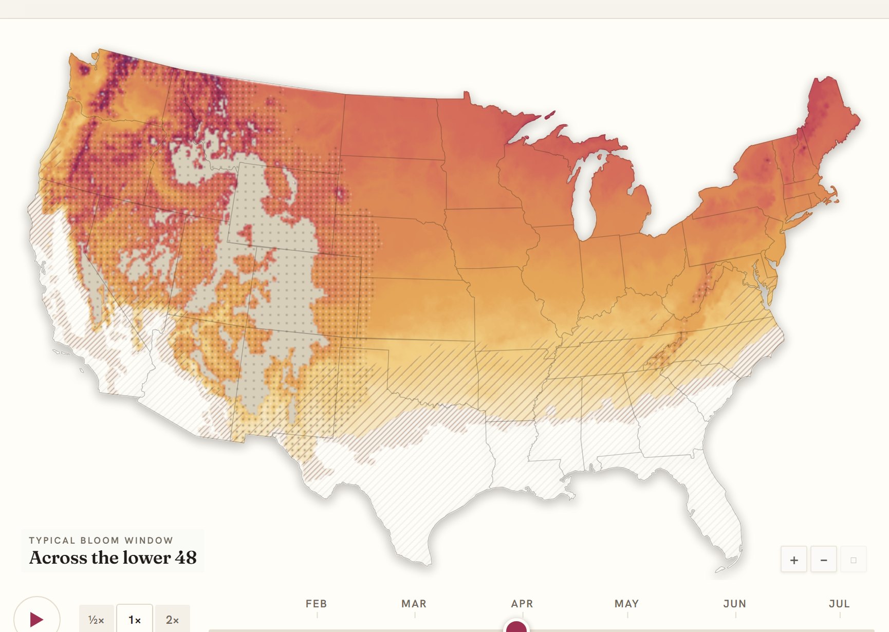 Interactive map of the United States coloured by when crocus blooms, gold in the south through to deep purple in the north