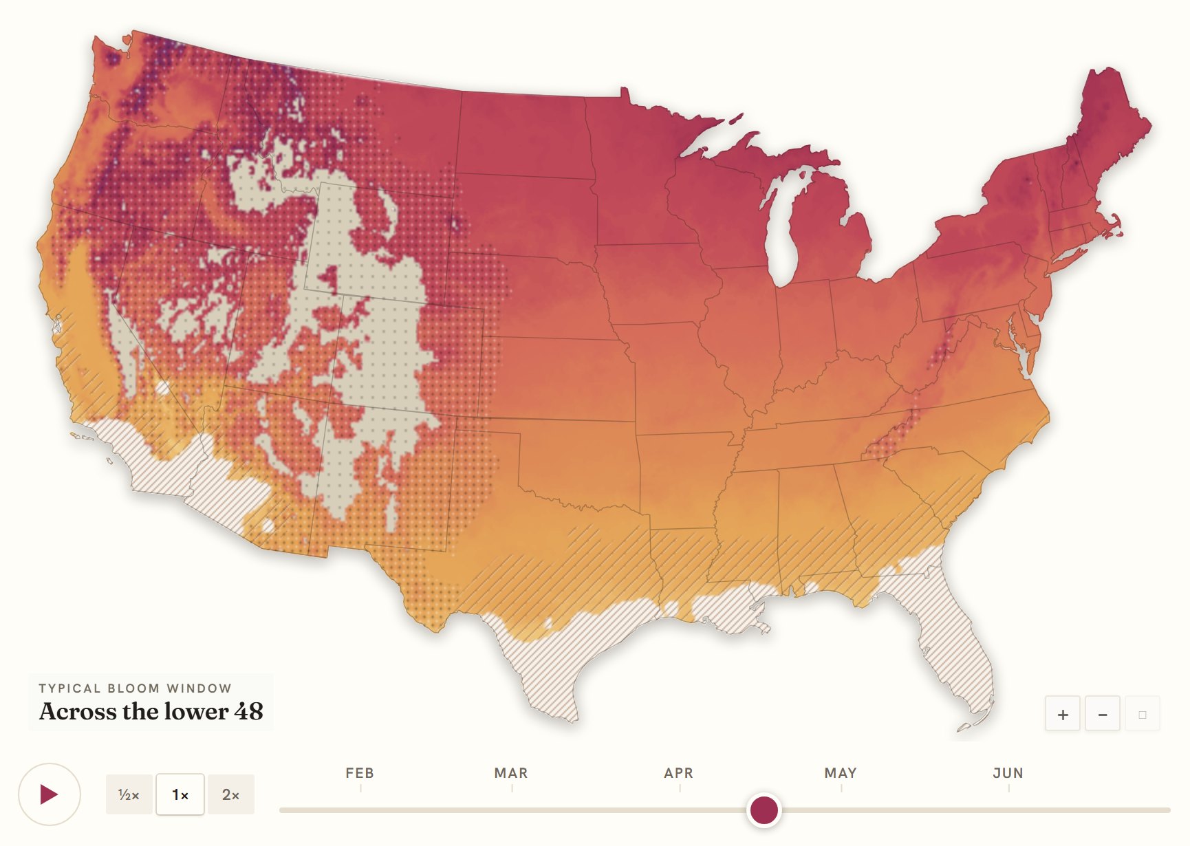 Interactive map of the United States coloured by when daffodil blooms, gold in the south through to deep purple in the north