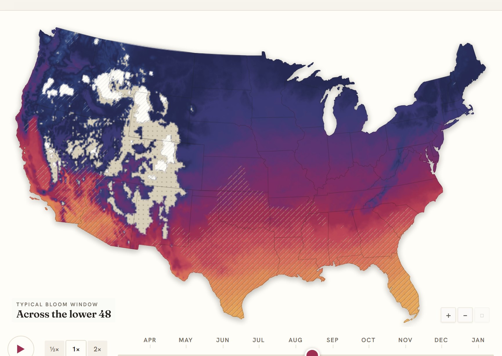 Interactive map of the United States coloured by when dahlia blooms, gold in the south through to deep purple in the north