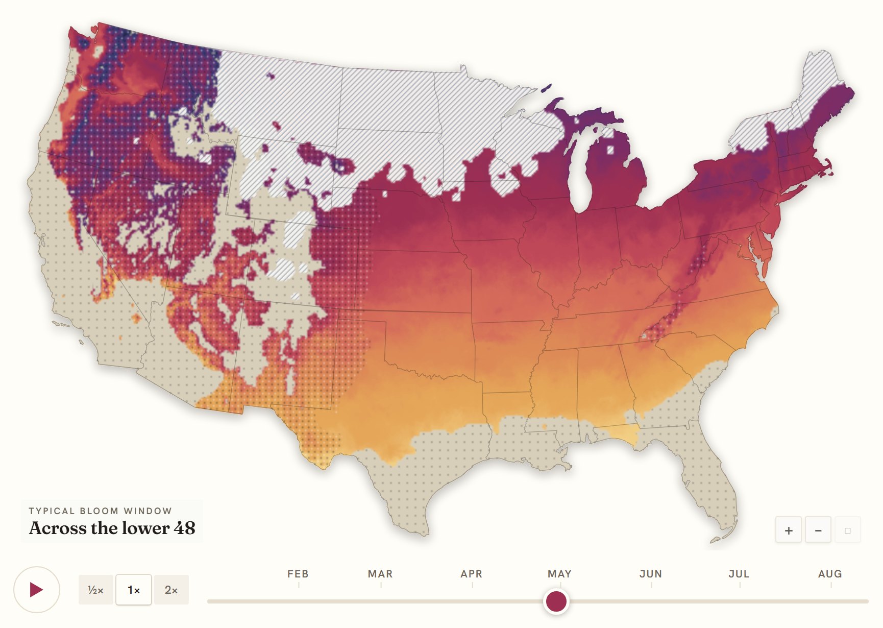 Interactive map of the United States coloured by when dogwood blooms, gold in the south through to deep purple in the north