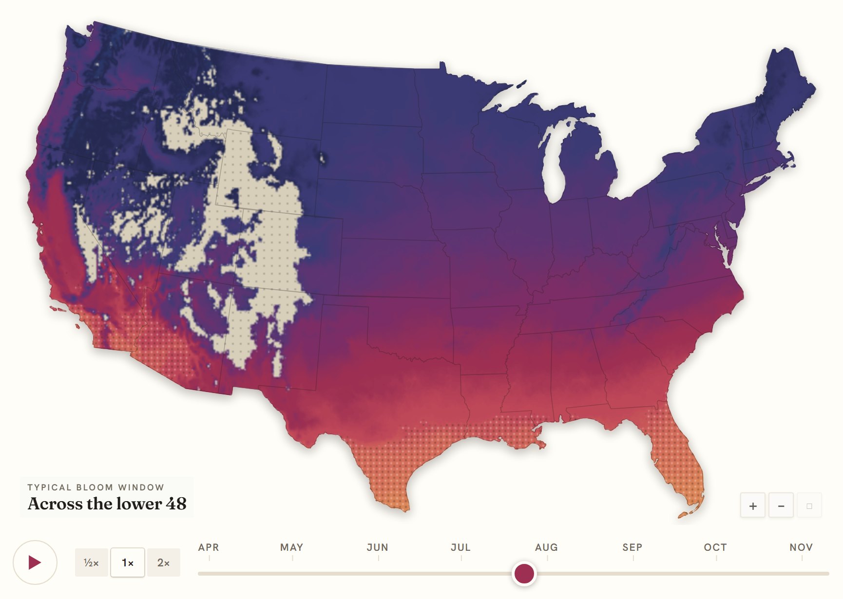 Interactive map of the United States coloured by when coneflower blooms, gold in the south through to deep purple in the north