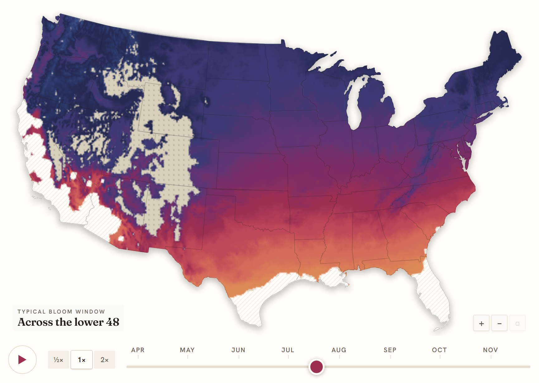 Interactive map of the United States coloured by when hollyhock blooms, gold in the south through to deep purple in the north