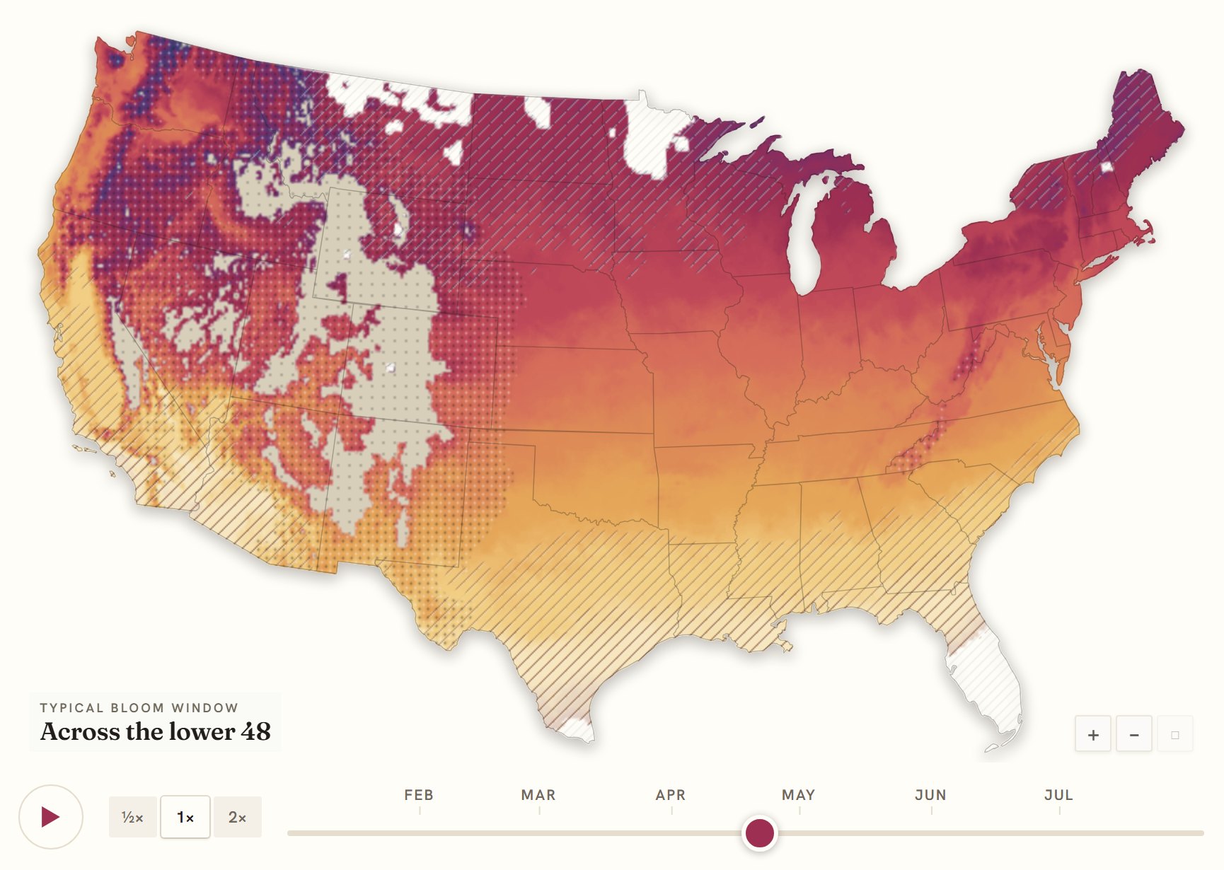 Interactive map of the United States coloured by when hyacinth blooms, gold in the south through to deep purple in the north
