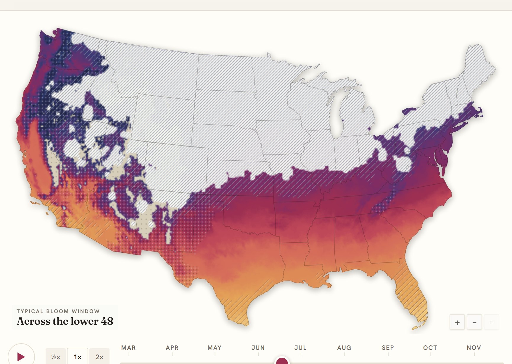 Interactive map of the United States coloured by when hydrangea blooms, gold in the south through to deep purple in the north