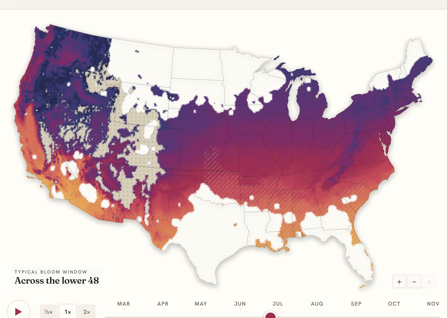 Interactive map of the United States coloured by when lavender blooms, gold in the south through to deep purple in the north