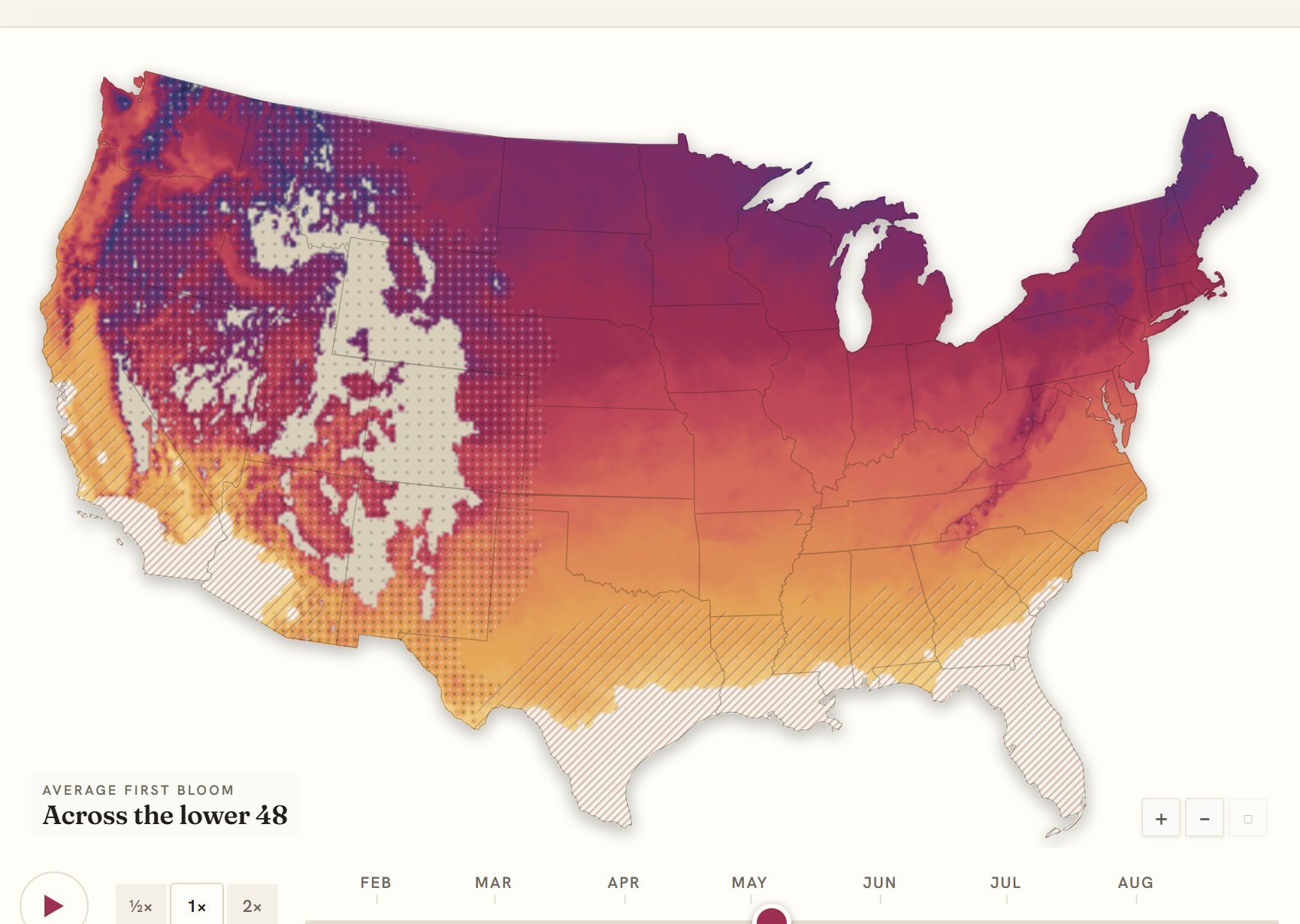 Interactive map of the United States coloured by when lilac blooms, gold in the south through to deep purple in the north