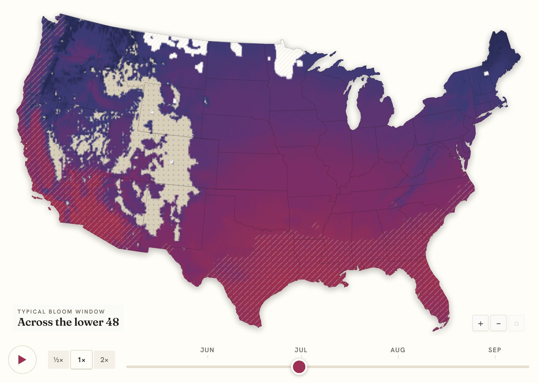 Interactive map of the United States coloured by when lily blooms, gold in the south through to deep purple in the north