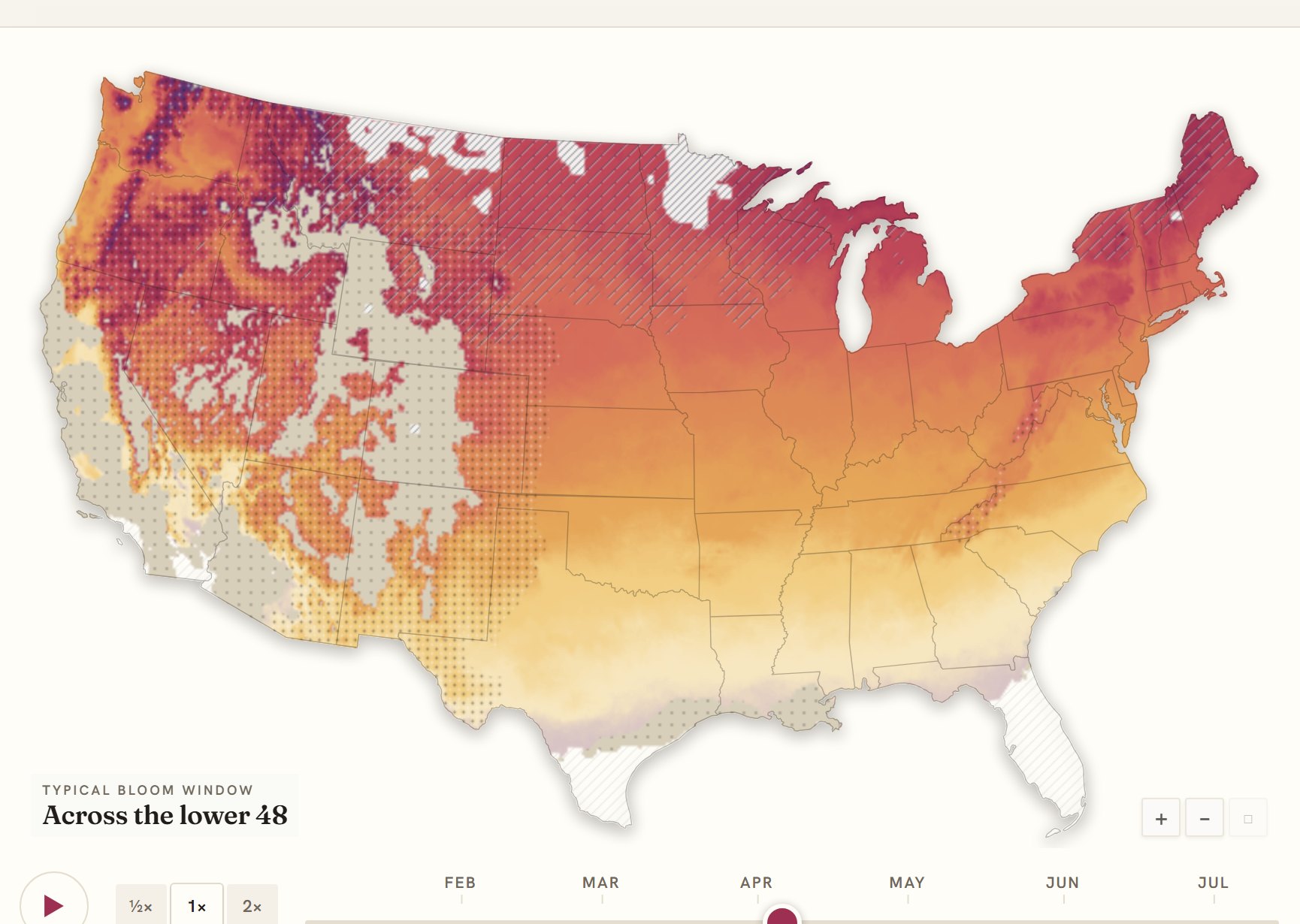 Interactive map of the United States coloured by when magnolia blooms, gold in the south through to deep purple in the north
