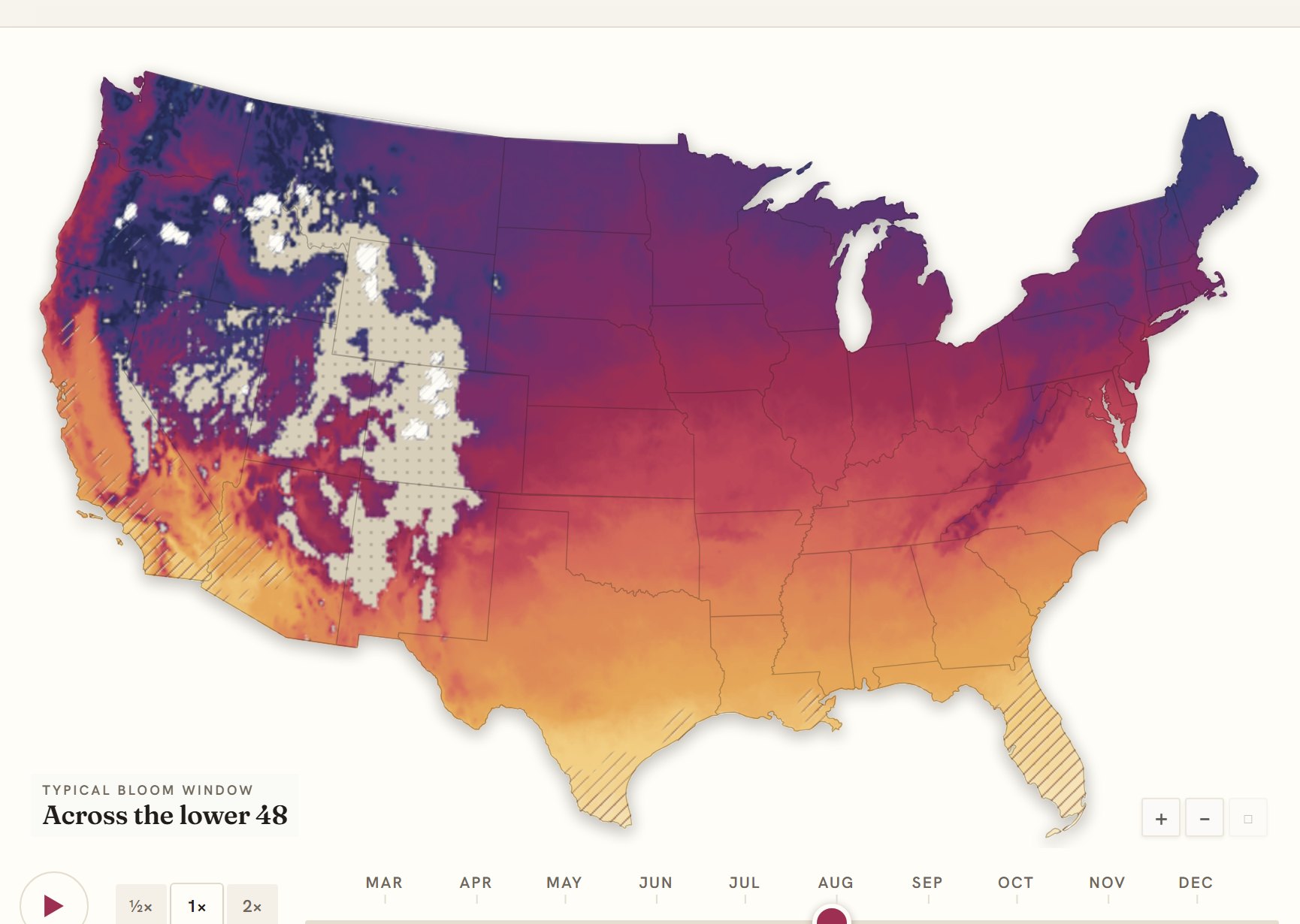 Interactive map of the United States coloured by when marigold blooms, gold in the south through to deep purple in the north