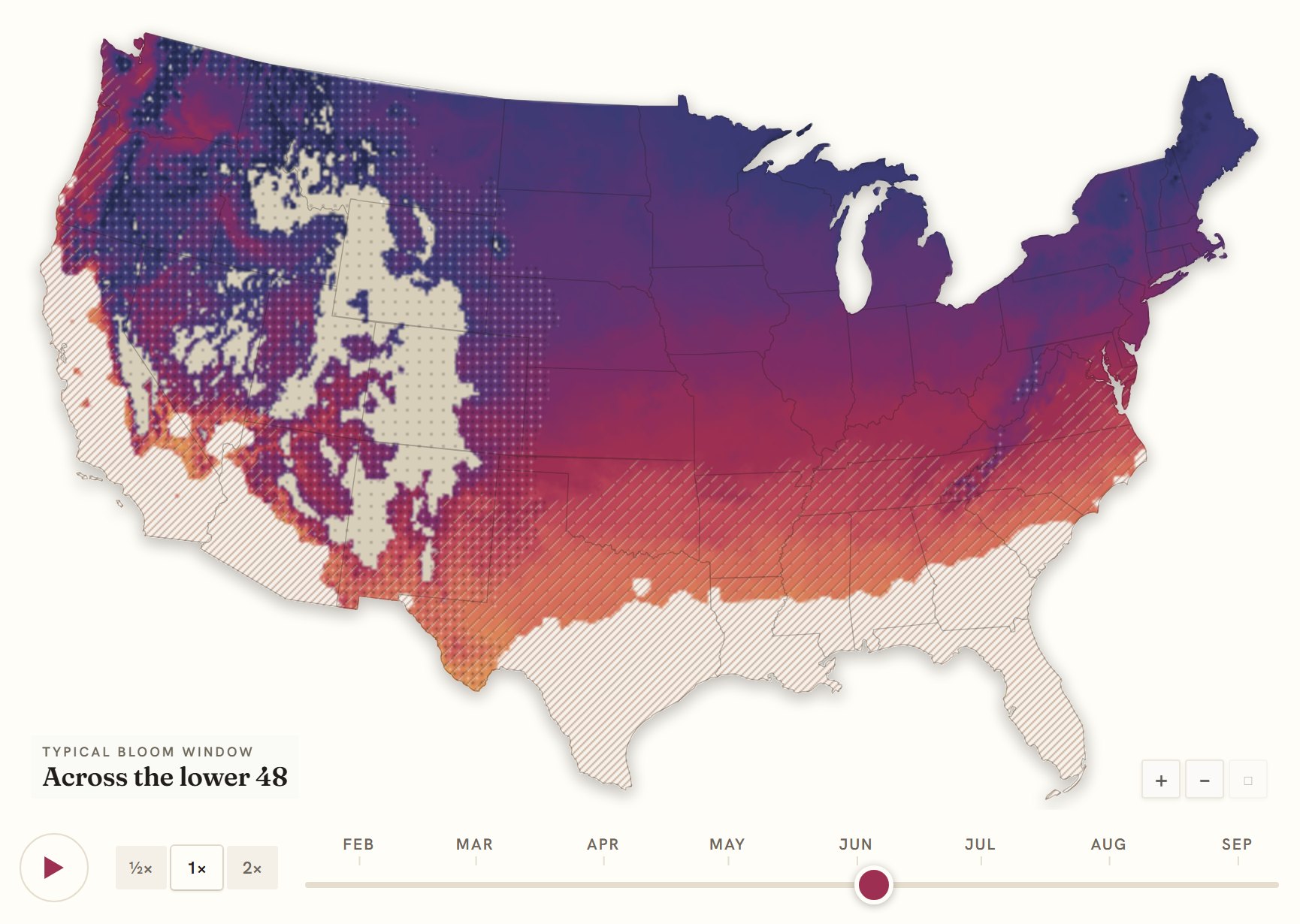 Interactive map of the United States coloured by when peony blooms, gold in the south through to deep purple in the north