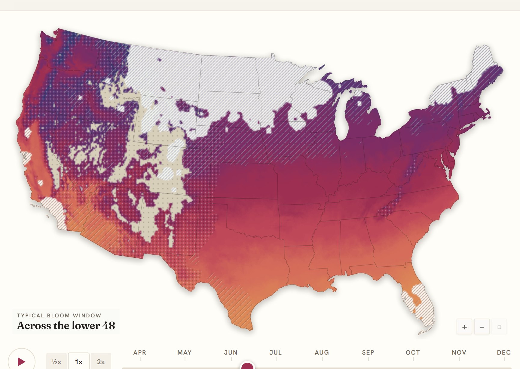 Interactive map of the United States coloured by when rose blooms, gold in the south through to deep purple in the north