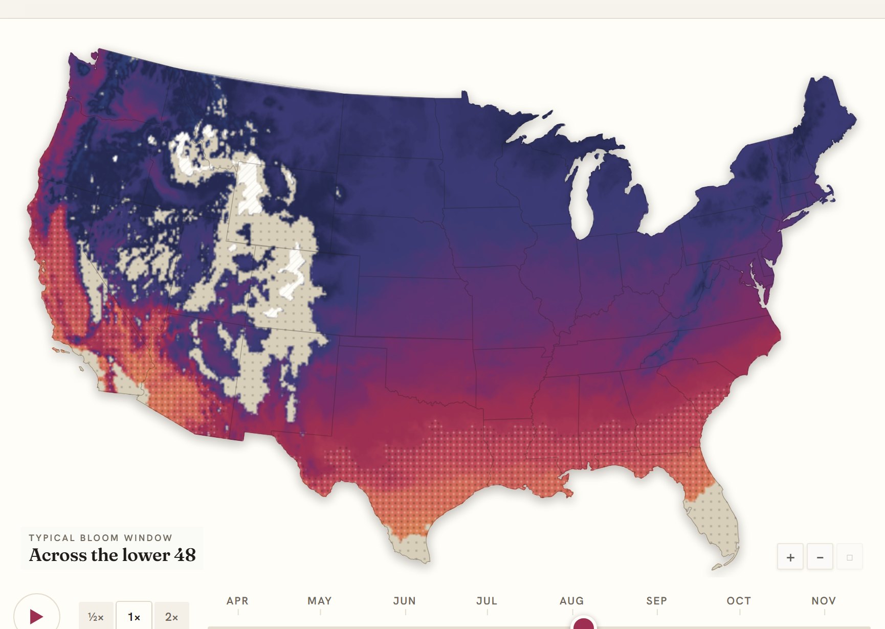 Interactive map of the United States coloured by when black-eyed susan blooms, gold in the south through to deep purple in the north