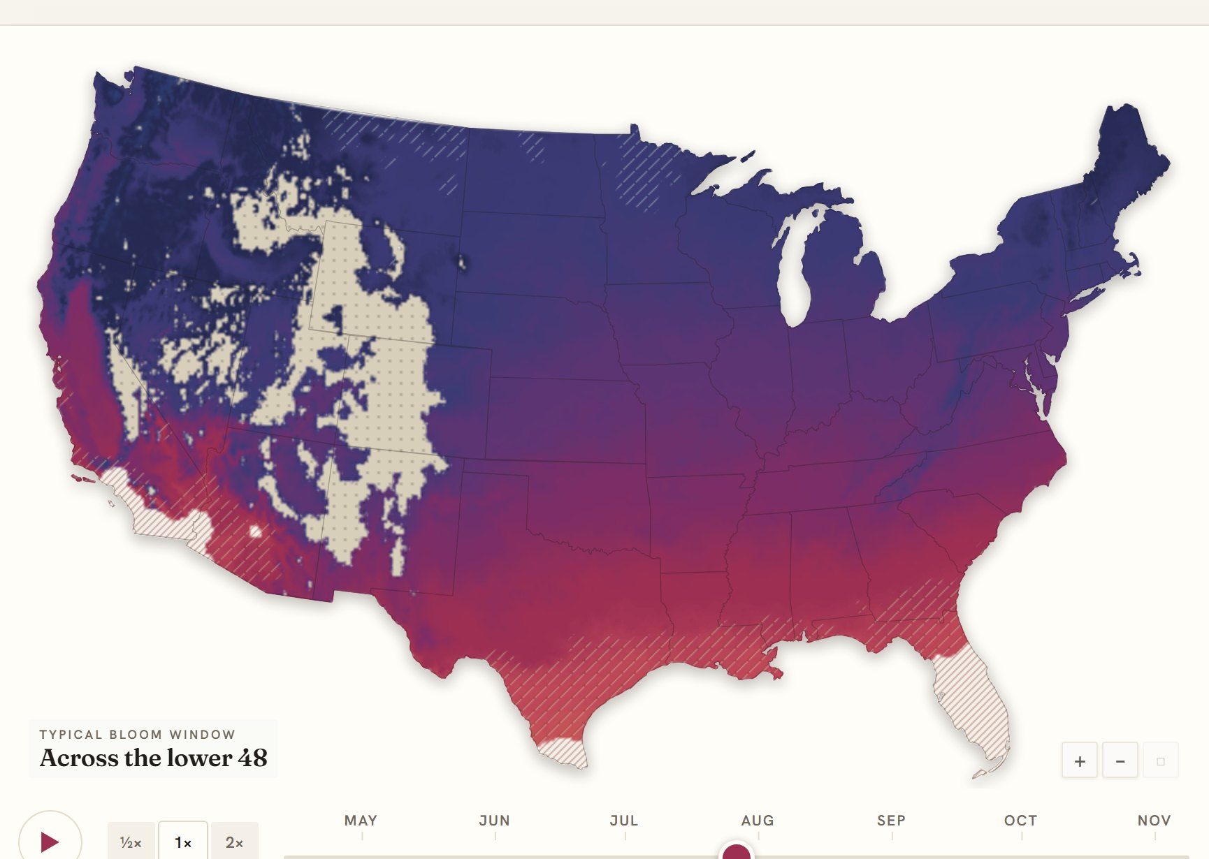 Interactive map of the United States coloured by when daisy blooms, gold in the south through to deep purple in the north