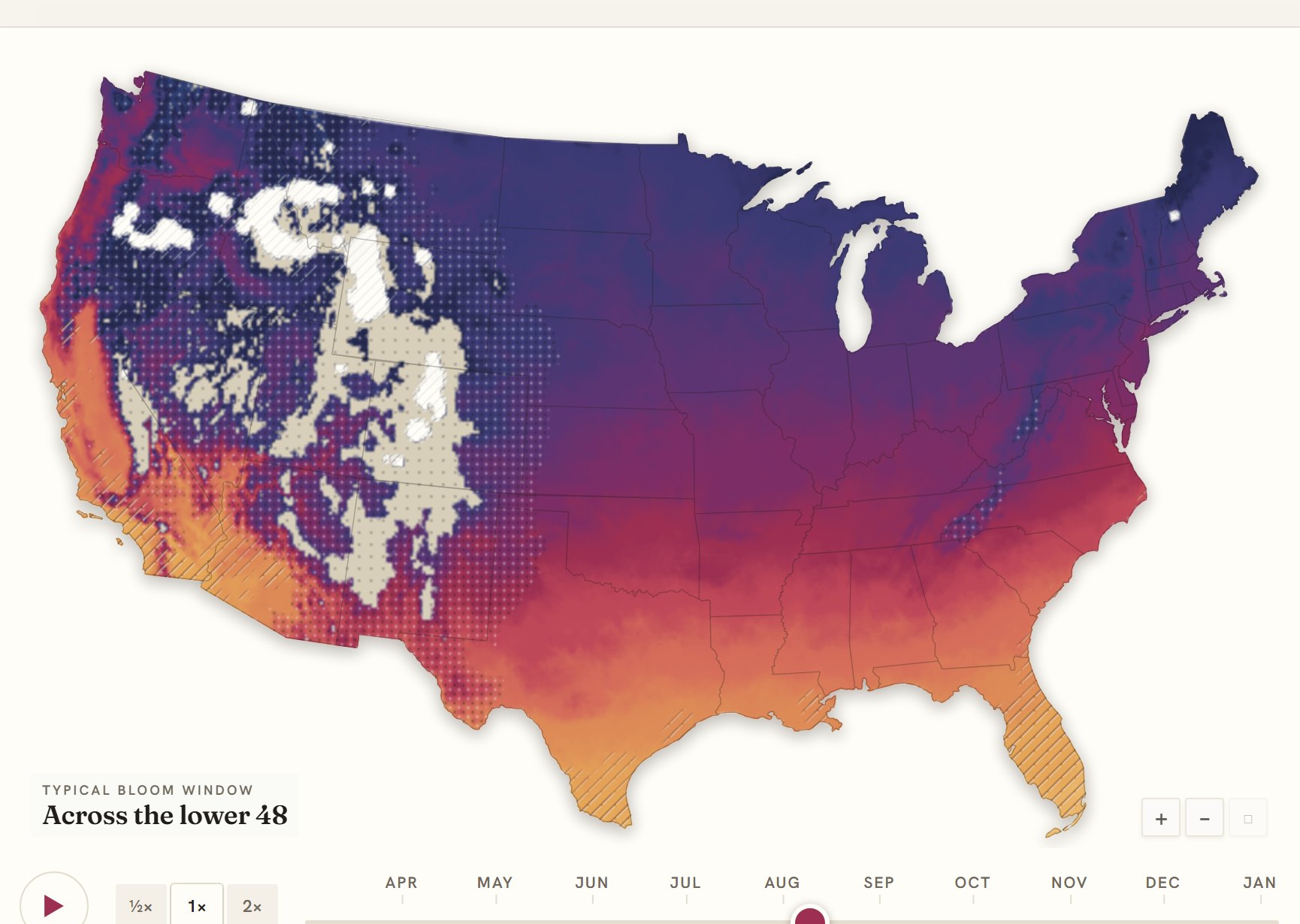Interactive map of the United States coloured by when sunflower blooms, gold in the south through to deep purple in the north