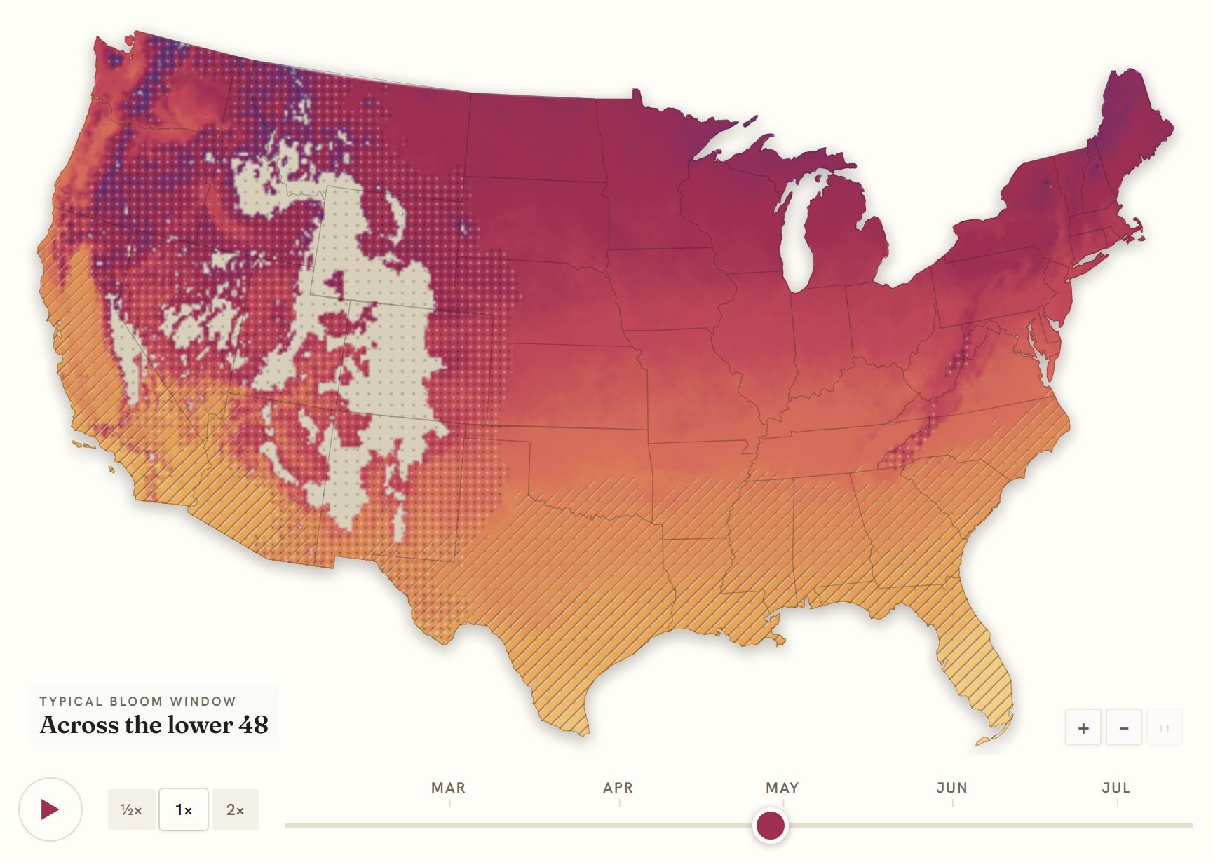 Interactive map of the United States coloured by when tulips bloom, gold in the south through to deep purple in the north