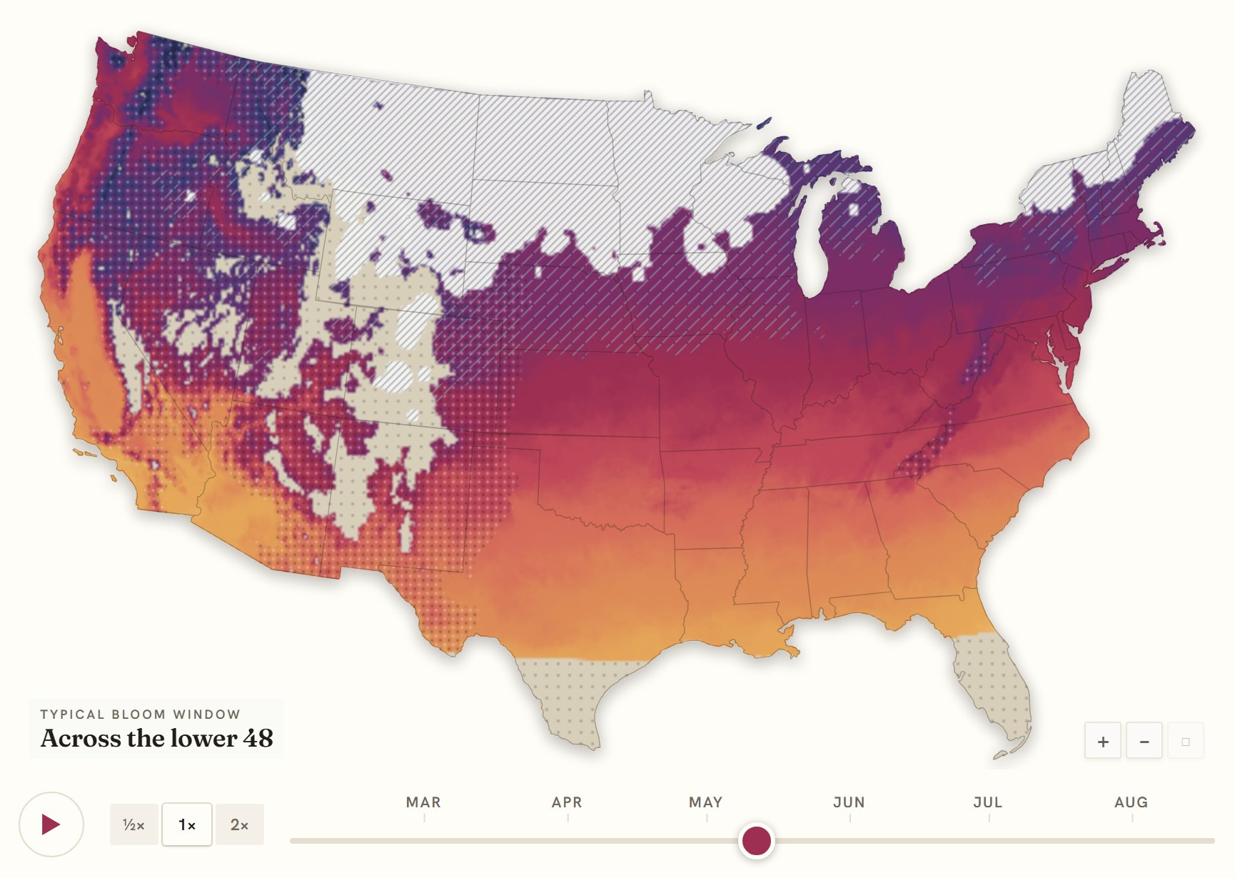 Interactive map of the United States coloured by when wisteria blooms, gold in the south through to deep purple in the north