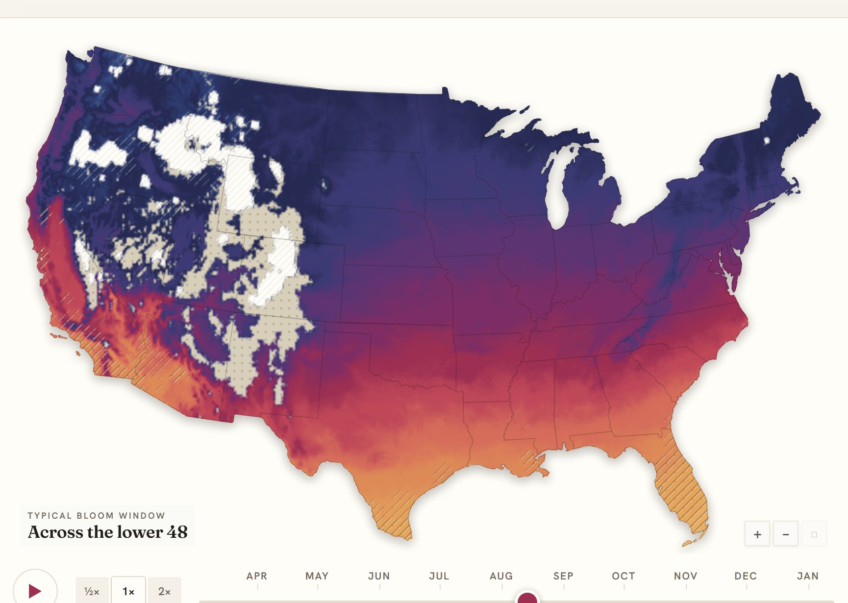 Interactive map of the United States coloured by when zinnia blooms, gold in the south through to deep purple in the north