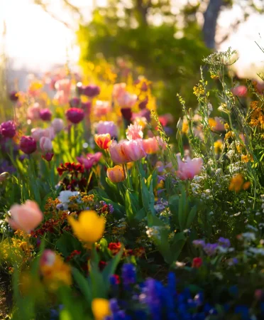 Types of flowers